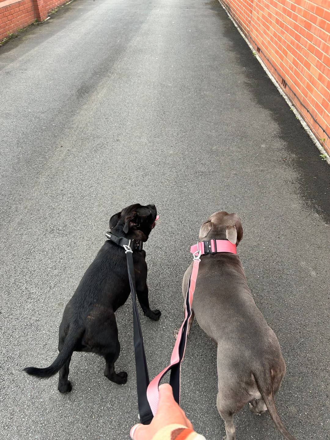 Customer photo review of 5cm Combat® Collar | With Handle & Rated Clip - Pink v2.0