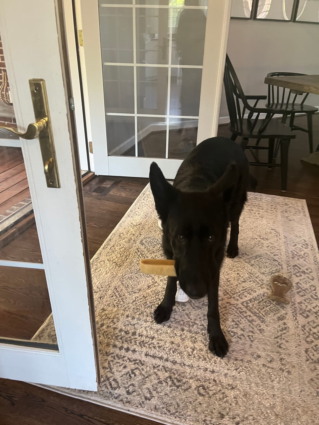 Customer photo review of Himalayan Yak Chew (EXTRA LARGE)