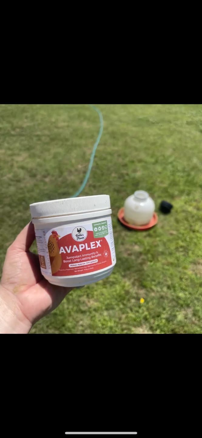 Customer photo review of Avaplex®: Natural Antibodies & Advanced Probiotic for Immune Support