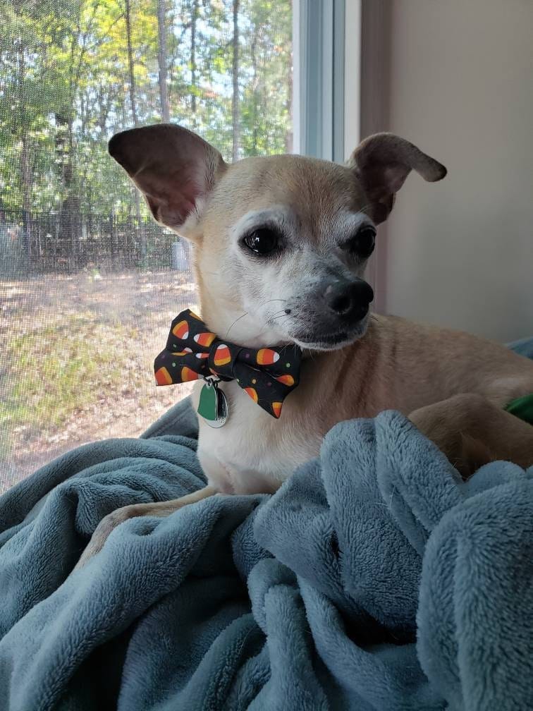 Customer photo review of Candy Corn Bow Tie for Dog and Cat Collar