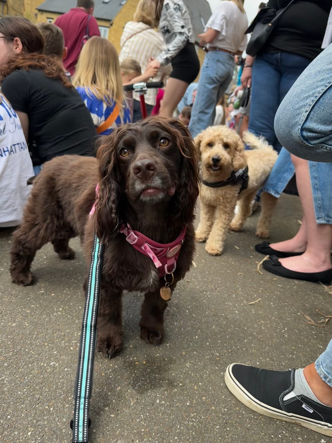Customer photo review of Tough Trails™ Harness - Walkies Ready® Raspberry Pink