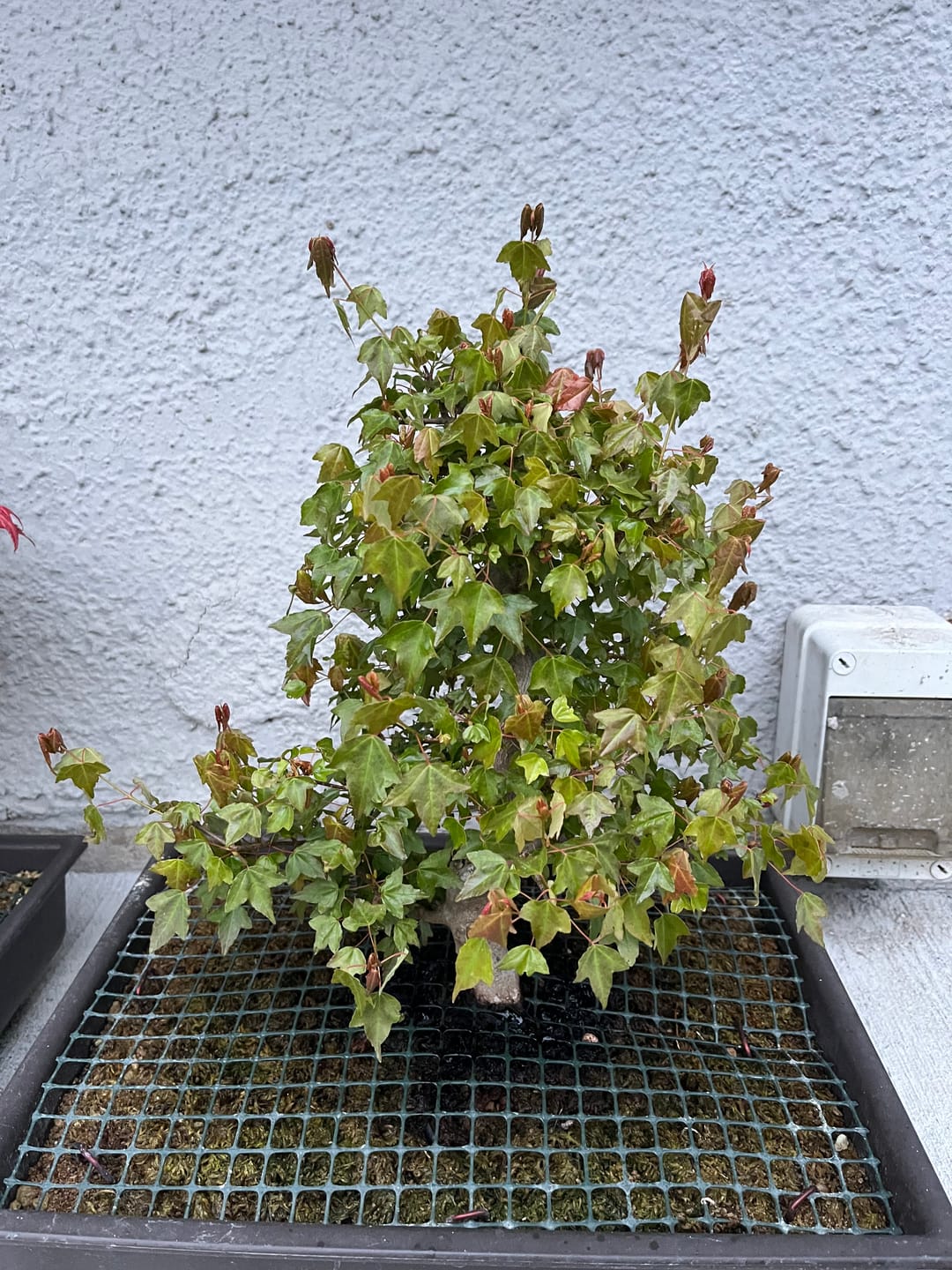 Customer photo review of VASI BONSAI PLASTICA RIGIDA PROFESSIONALI