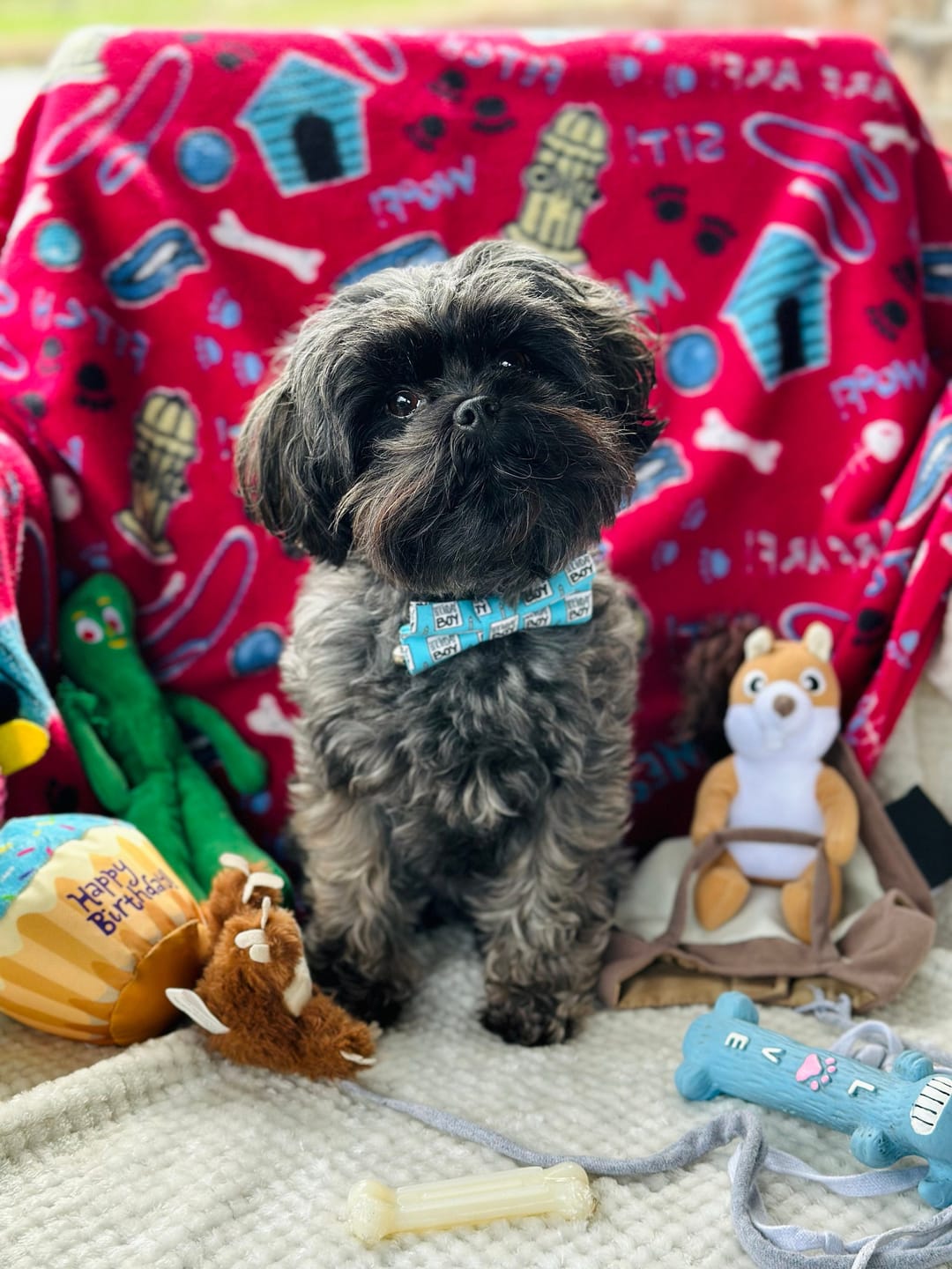 Customer photo review of Birthday Boy Bow Tie for Dog Collar or Cat Collar