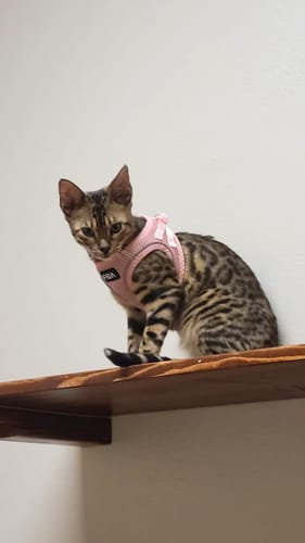 Customer photo review of FIDA Cat Harness and Leash Set for Walking Kitten and Puppy