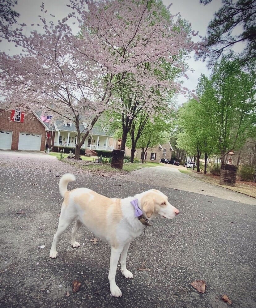 Customer photo review of Lavender Seersucker Bow Tie for Dog and Cat Collar
