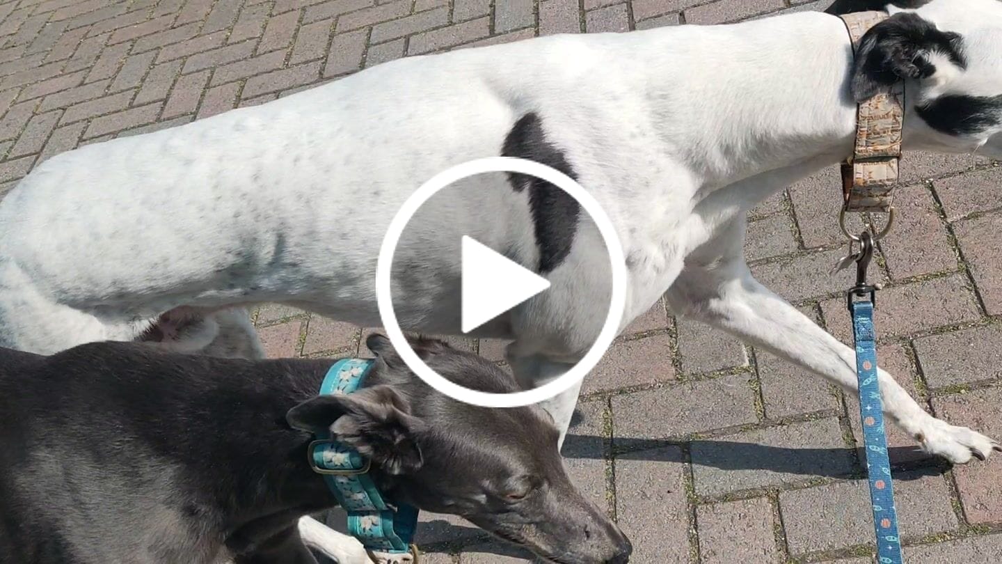Customer video review of Norwegian Salmon Oil For Dogs & Cats