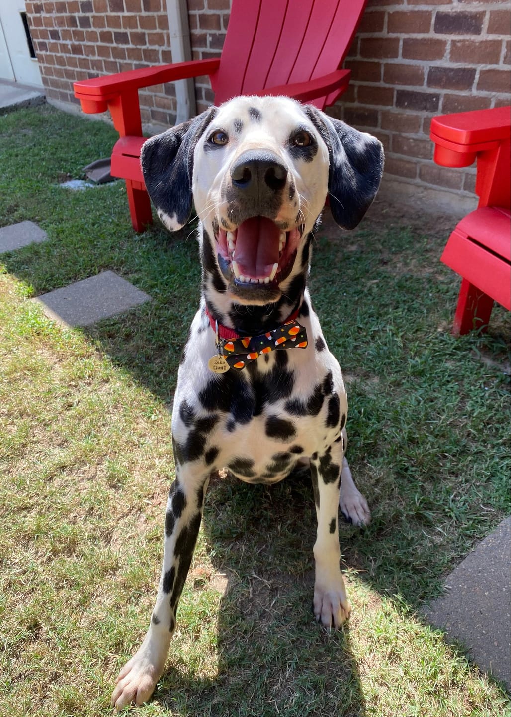 Customer photo review of Candy Corn Bow Tie for Dog and Cat Collar