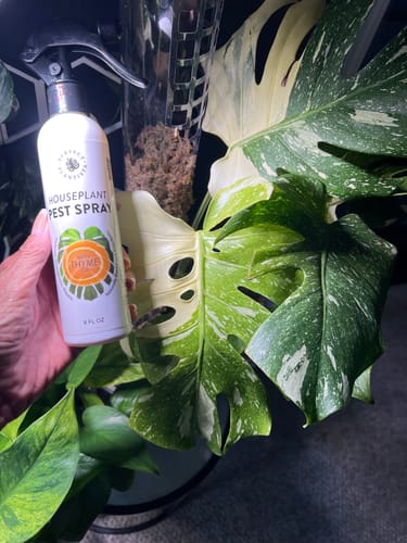 Customer photo review of Houseplant Pest Spray