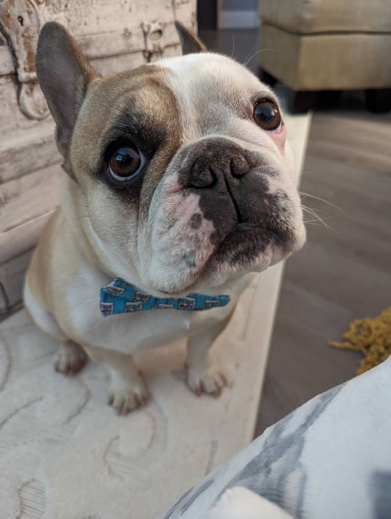 Customer photo review of Birthday Boy Bow Tie for Dog Collar or Cat Collar