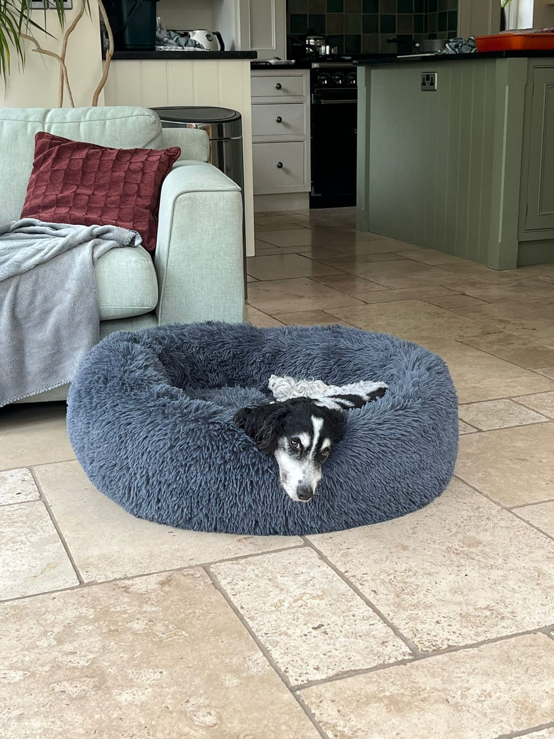 Customer photo review of Calming Dog Bed