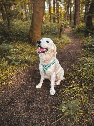 Customer photo review of Adjustable Harness – Dinky Dino