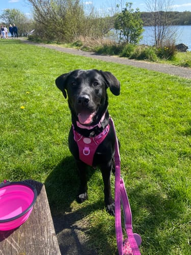 Customer photo review of Tough Trails™ Harness - Walkies Ready® Raspberry Pink