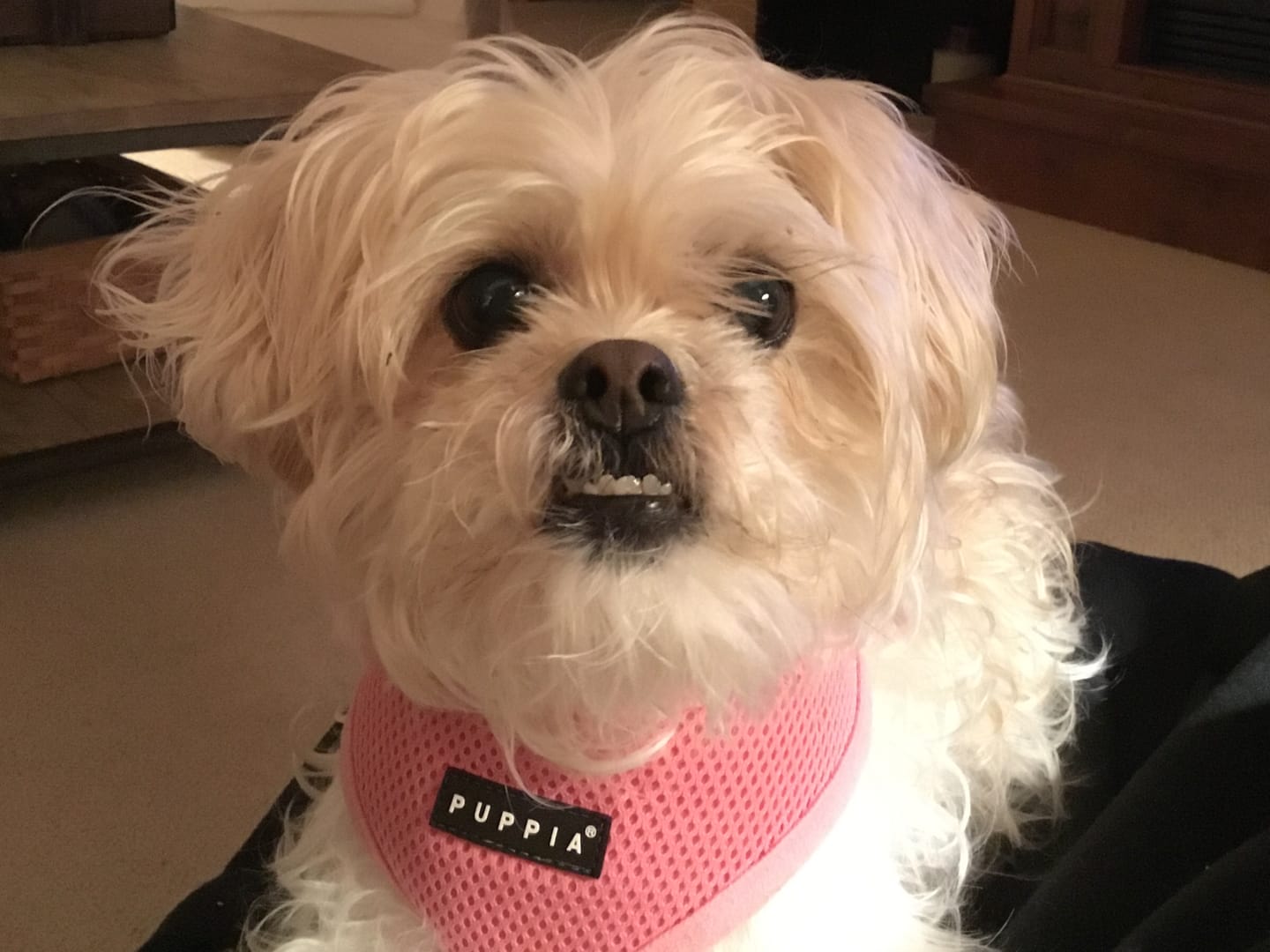 Customer photo review of GCP Flea & Tick Natural Defense for Dogs - 100 Soft Chews