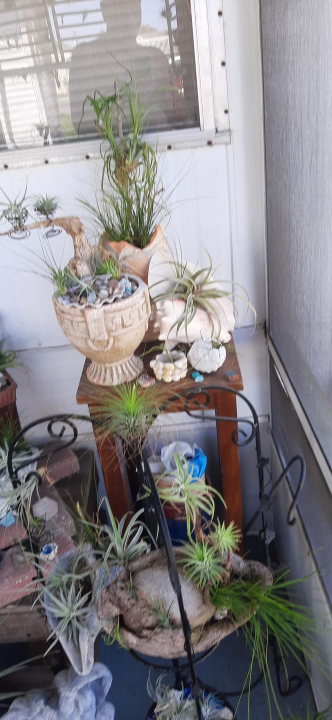 Customer photo review of B Quality Greenhouse Mix 10 Plant Pack