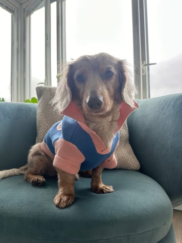 Customer photo review of The Weens Dog Polo Pullover