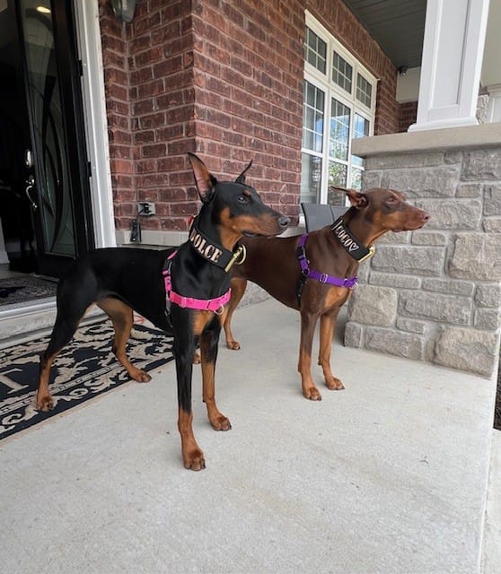 Customer photo review of 2" Tacti Luxe Dog Collar - Gold Noir