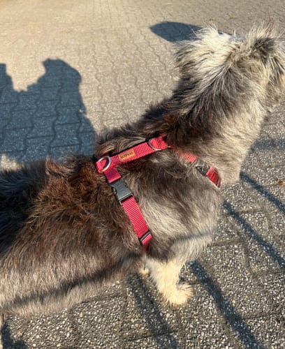 Customer photo review of Comfort Hundegeschirr