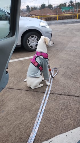 Customer photo review of Arnés Comfort para Perros - Street Dogs - Pink