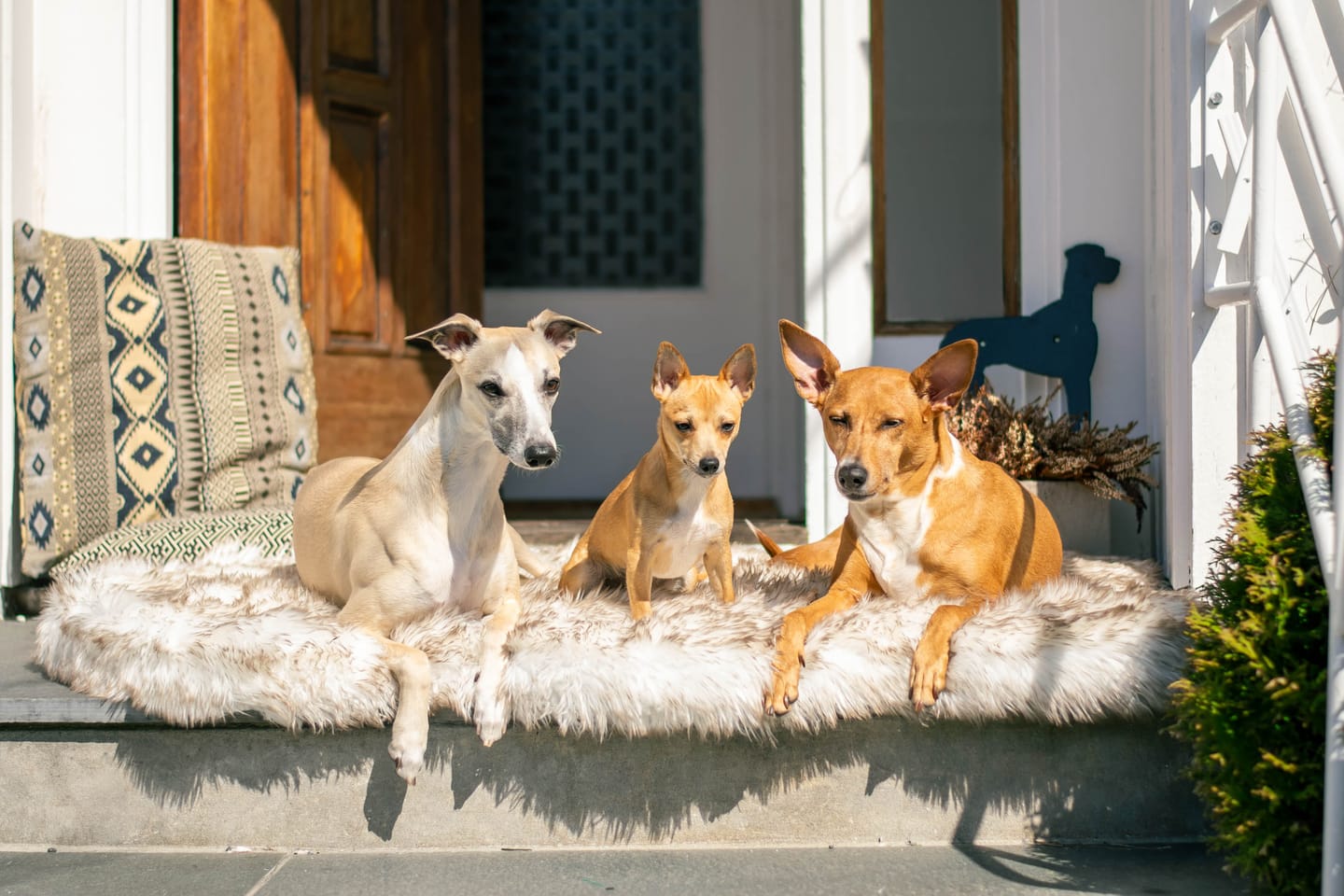 Customer photo review of ComfyRug Original - Hundeseng med premium memory foam