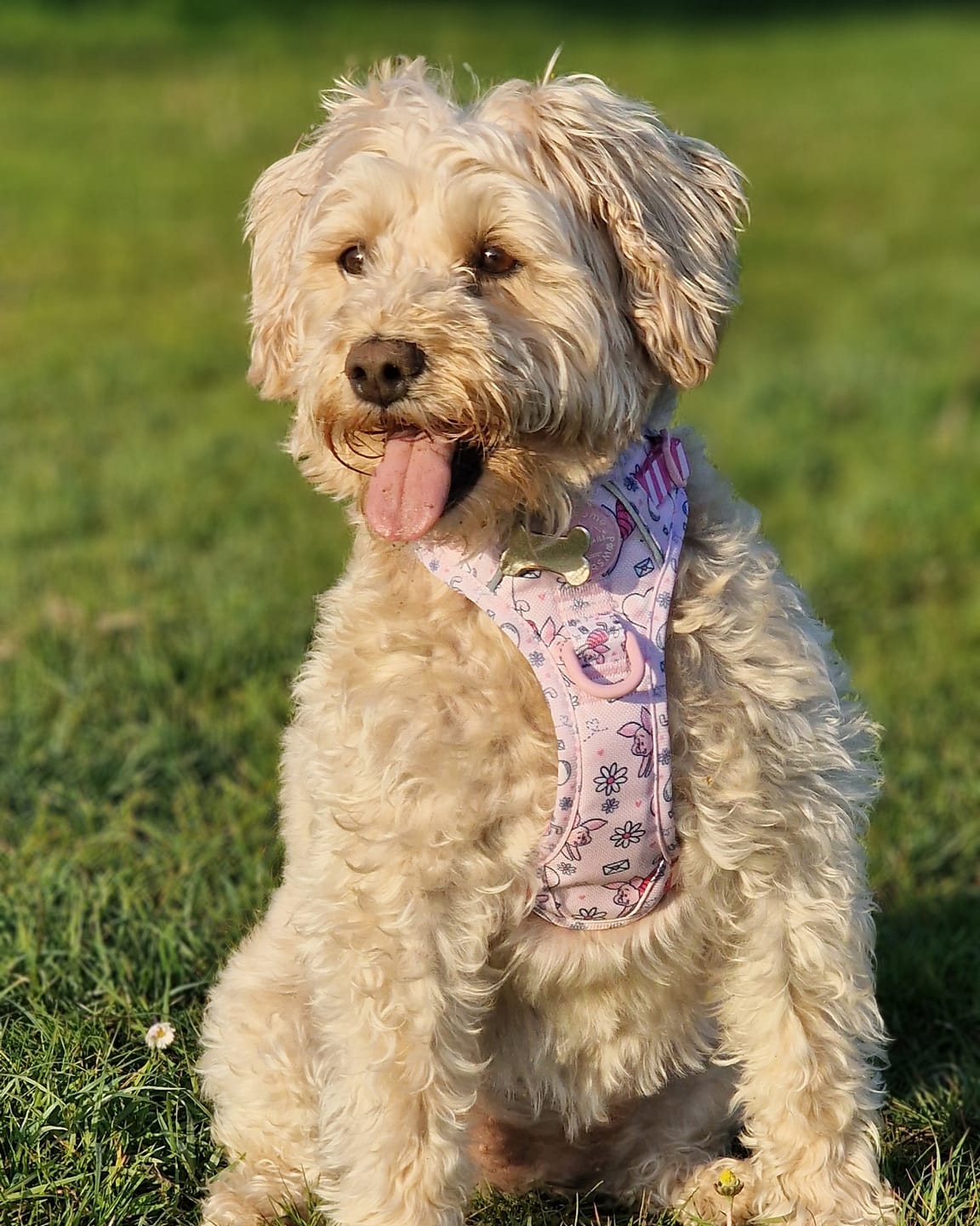 Customer photo review of Tough Trails™ Harness - Piglet