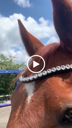 Customer video review of Harmony Bridle - anatomische gebisslose Trense mit Crystal Stirnband