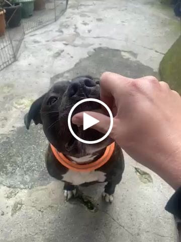 Customer video review of 5cm Slip on Collar | Soft Padded & Reflective - Orange v2.0