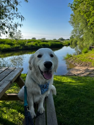 Customer photo review of Tough Trails™ Harness Lucky Dip