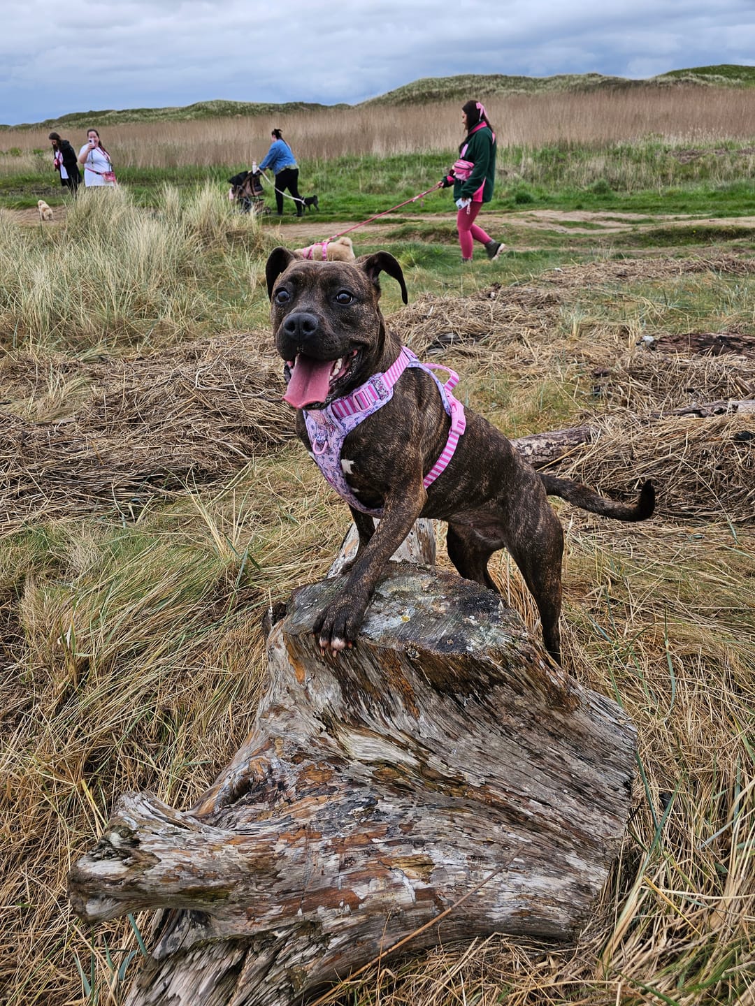Customer photo review of Tough Trails™ Harness - Piglet