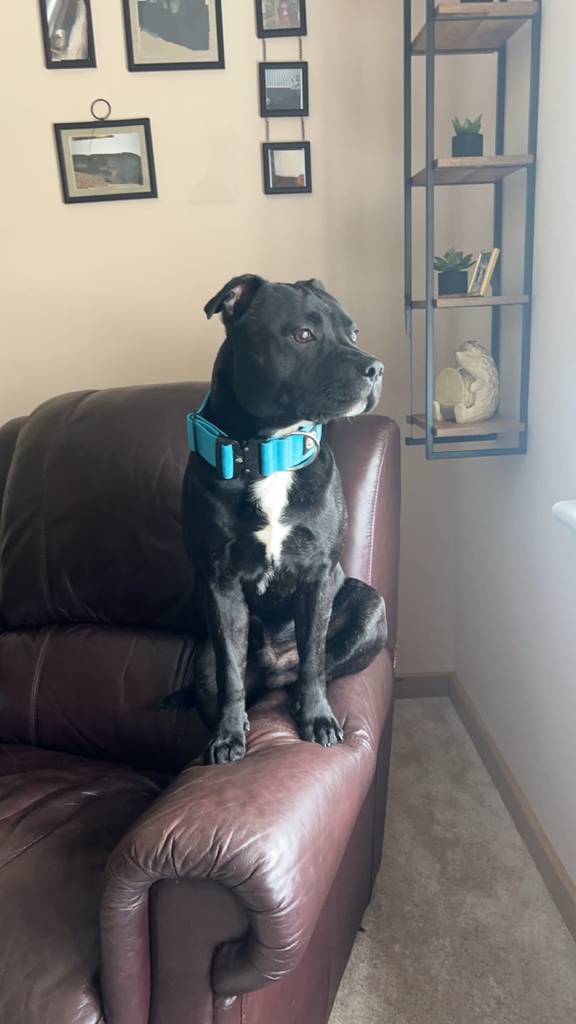 Customer photo review of 5cm Combat® Collar | Rated Clip - NO HANDLE - Light Blue v2.0