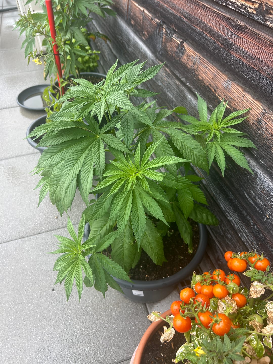 Customer photo review of CANNA Start