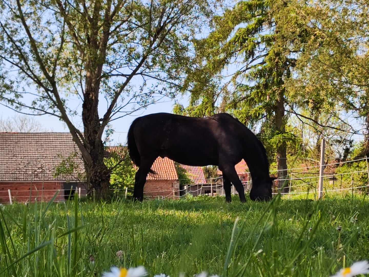 Customer photo review of Wurmtest Basic Pferd
