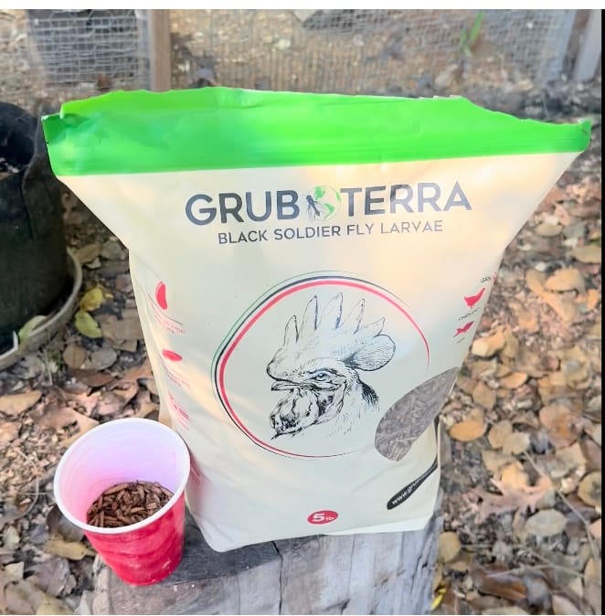 Customer photo review of GrubTerra Dried Black Soldier Fly Larvae - The Safest Treat For Your Flock