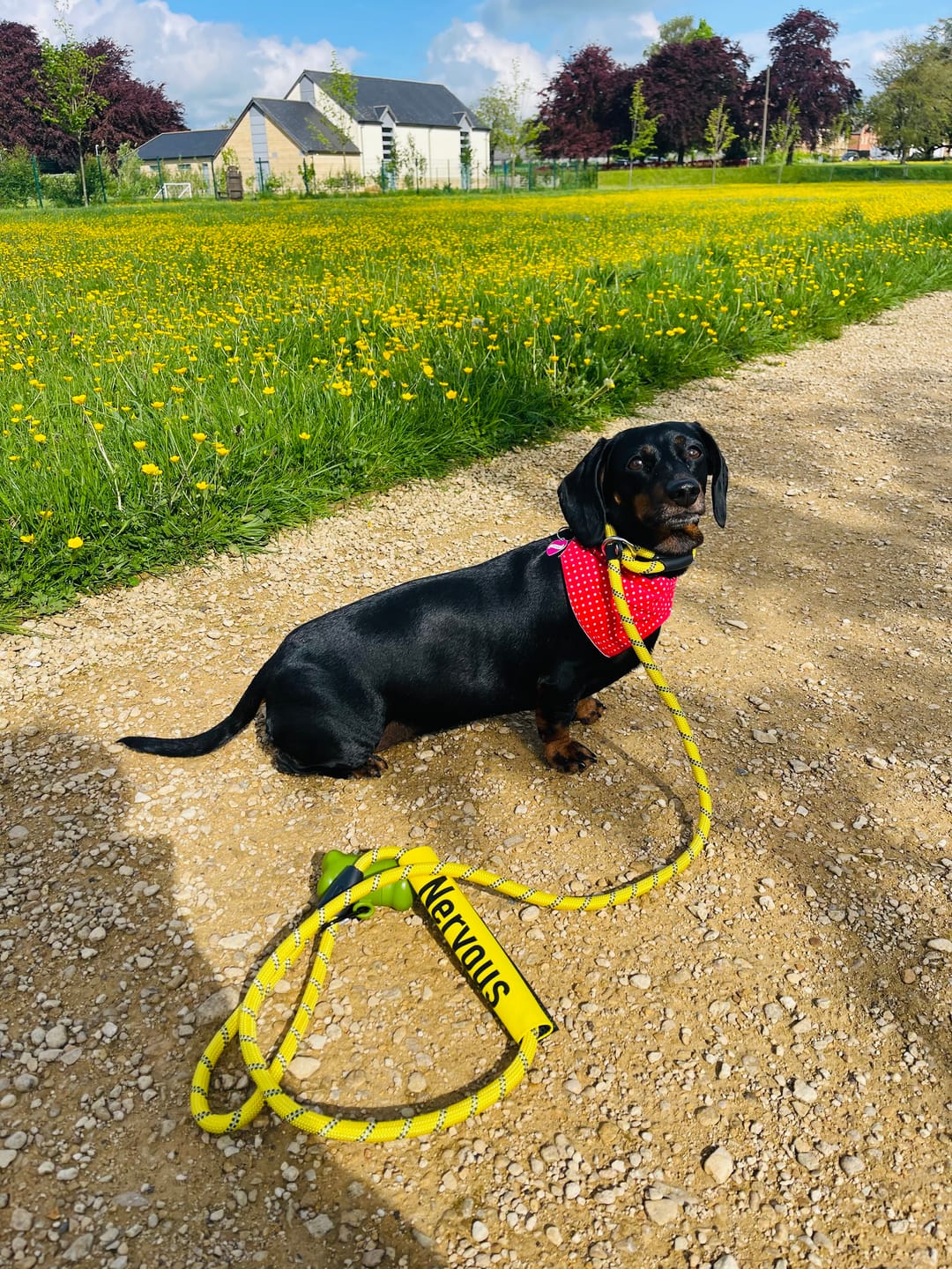 Customer photo review of Nervous Dog Yellow Lead Slip Cover