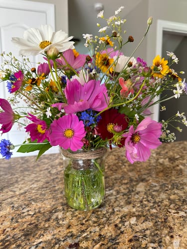 Customer photo review of Wildflower Seeds - North American Region - (24 Variety) 3oz