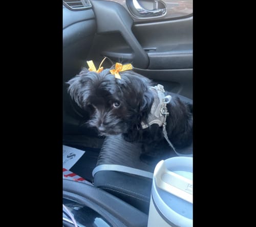 Customer photo review of FIDA Cat Harness and Leash Set for Walking Kitten and Puppy