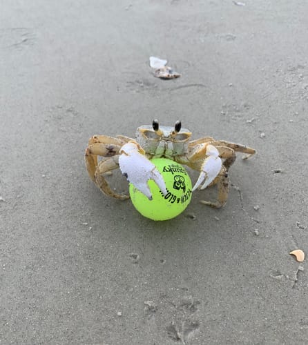 Customer photo review of Fetch & Glow Balls