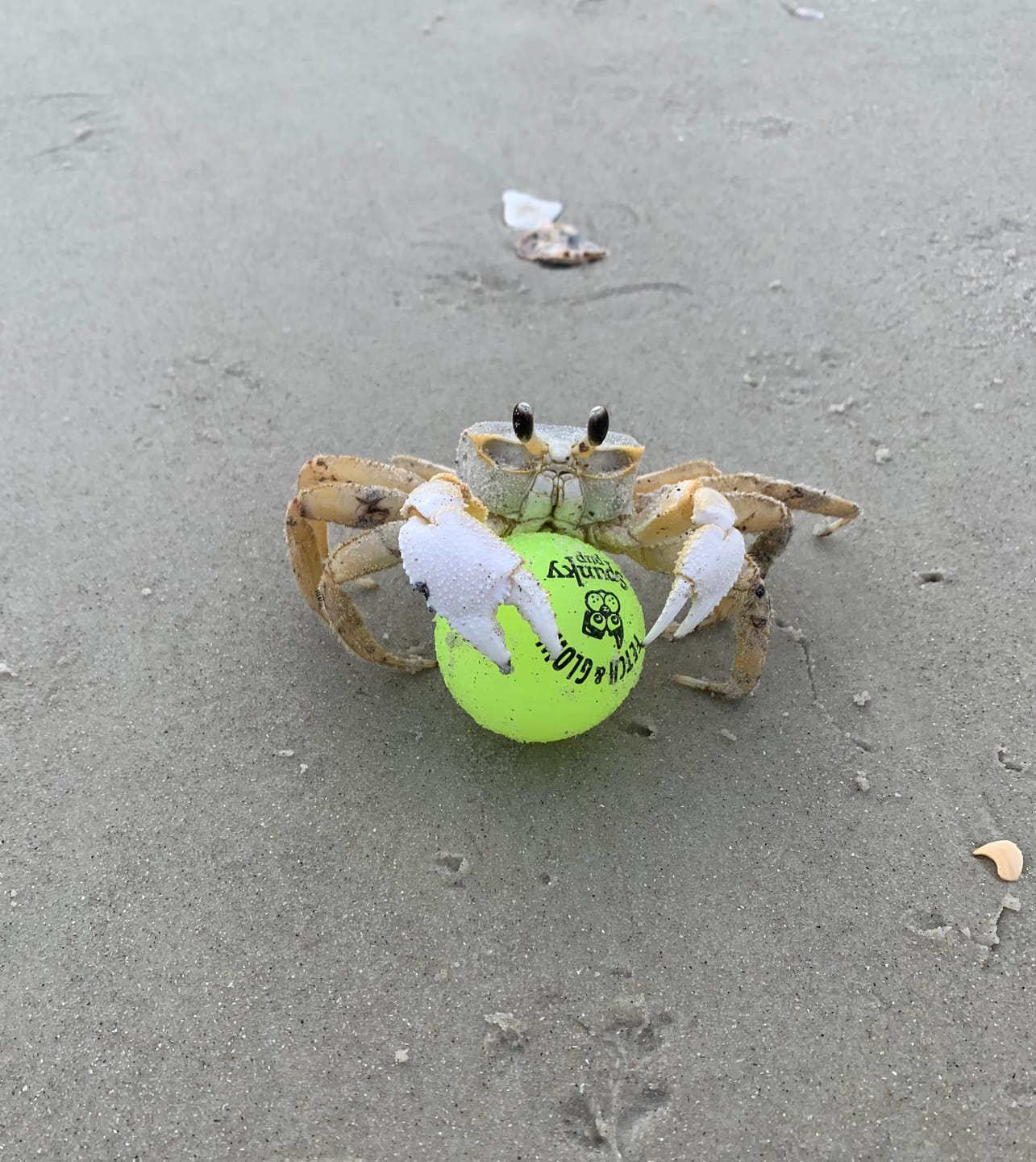 Customer photo review of Fetch & Glow Balls