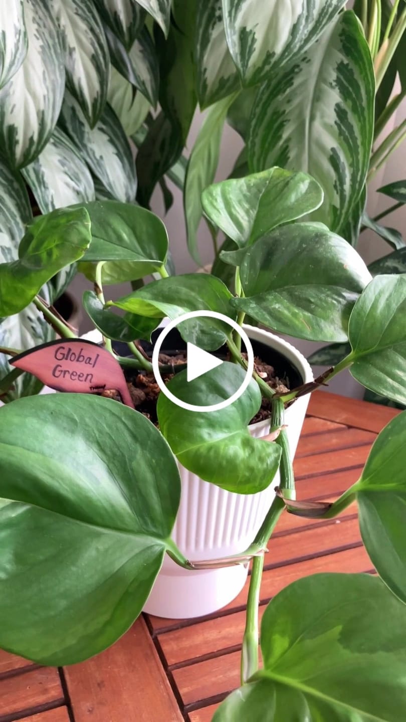 Customer video review of Folia - Wooden plant tags - Leaf-shaped plant labels