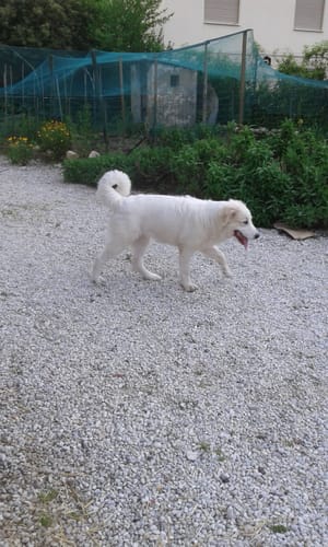 Customer photo review of ProtectionArtro+