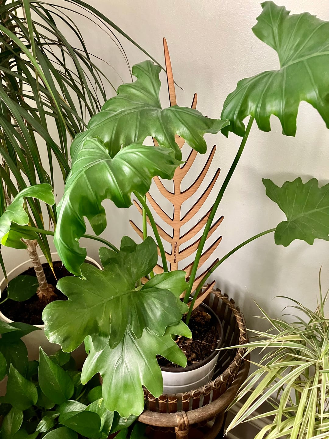 Customer photo review of Palmella - Plant trellis inspired by the Palm Leaf