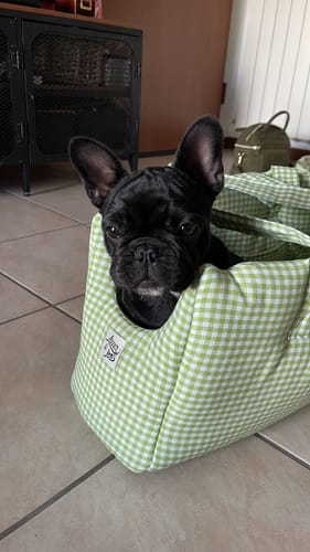 Customer photo review of Trasportino Cotone Vichy Verde Chiaro