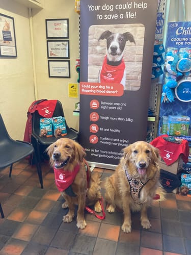 Customer photo review of Tough Trails™ Harness Lucky Dip