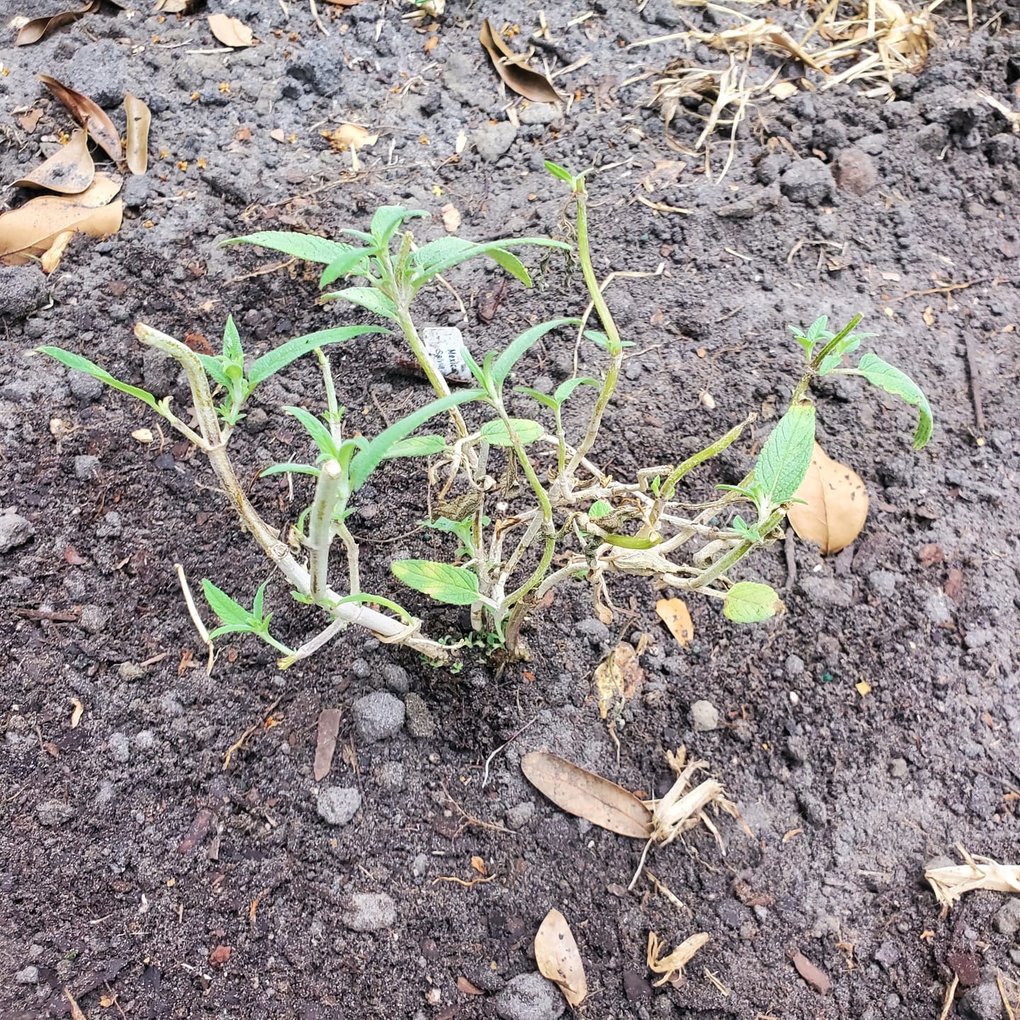 Customer photo review of Salvia 'Mexican Bush'