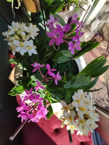 Customer photo review of Epidendrum Nordic Fire Dauerblüher mit pinken Blüten