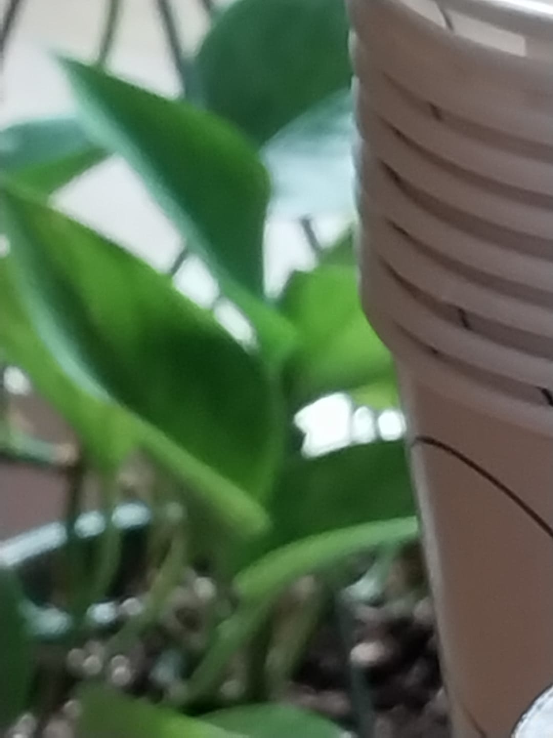 Customer photo review of Philodendron 'Lemon Lime' Upright Vining