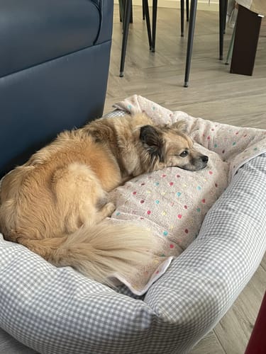 Customer photo review of Divanetto Cotone Vichy Grigio Chiaro