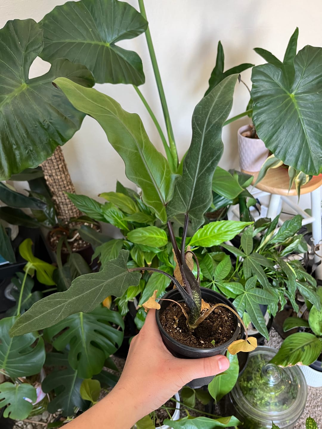 Customer photo review of Alocasia lauterbachiana