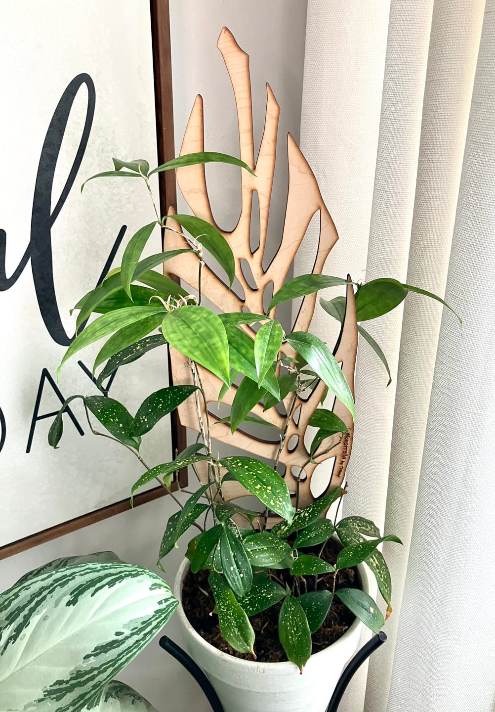 Customer photo review of BARE™ Monstrella™ - Customizable wooden plant support - Inspired by the Monstera leaf