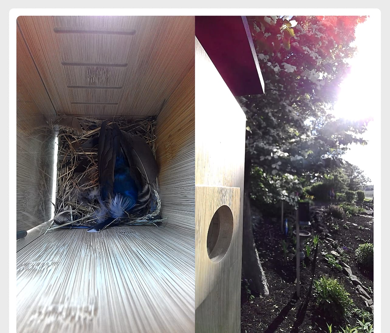 Customer photo review of Birdfy Nest - Smart Bird House with Dual Cameras