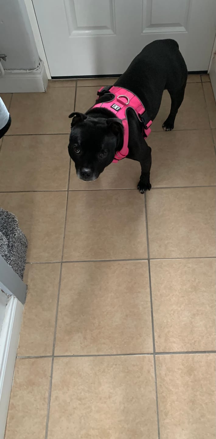 Customer photo review of Premium Comfort Harness | Non Restrictive & Adjustable - Magenta